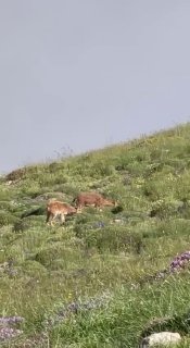 Горные козлы на склонах горы Хуступ, фото Никола Пашиняна