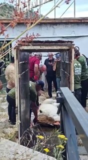 Специалисты перевозят животных из виллы Гагика Царукяна в Ереванский зоопарк