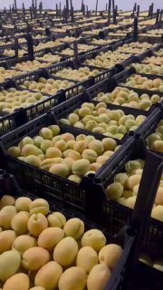Погрузка первой партии армянских абрикосов для экспорта в Европу из Нор-Норка