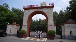Хищники в Ереванском зоопарке из особняка Гагика Царукяна проходят обследование