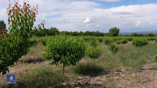 Фермер в поле, Нор-Норк, Армения, сельское хозяйство, кредит под 0%